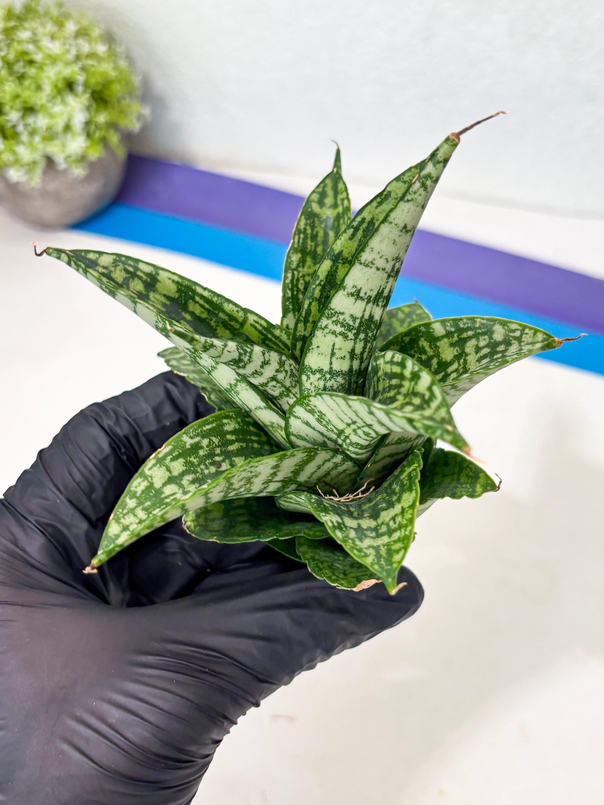 Sansevieria Mosar (Ha5) (17) | Rare Collection