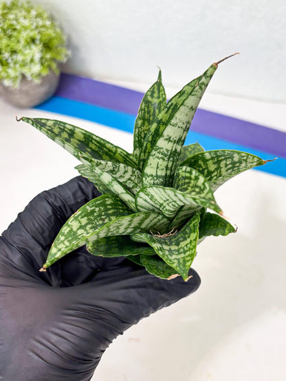 Sansevieria Mosar (Ha5) (17) | Rare Collection