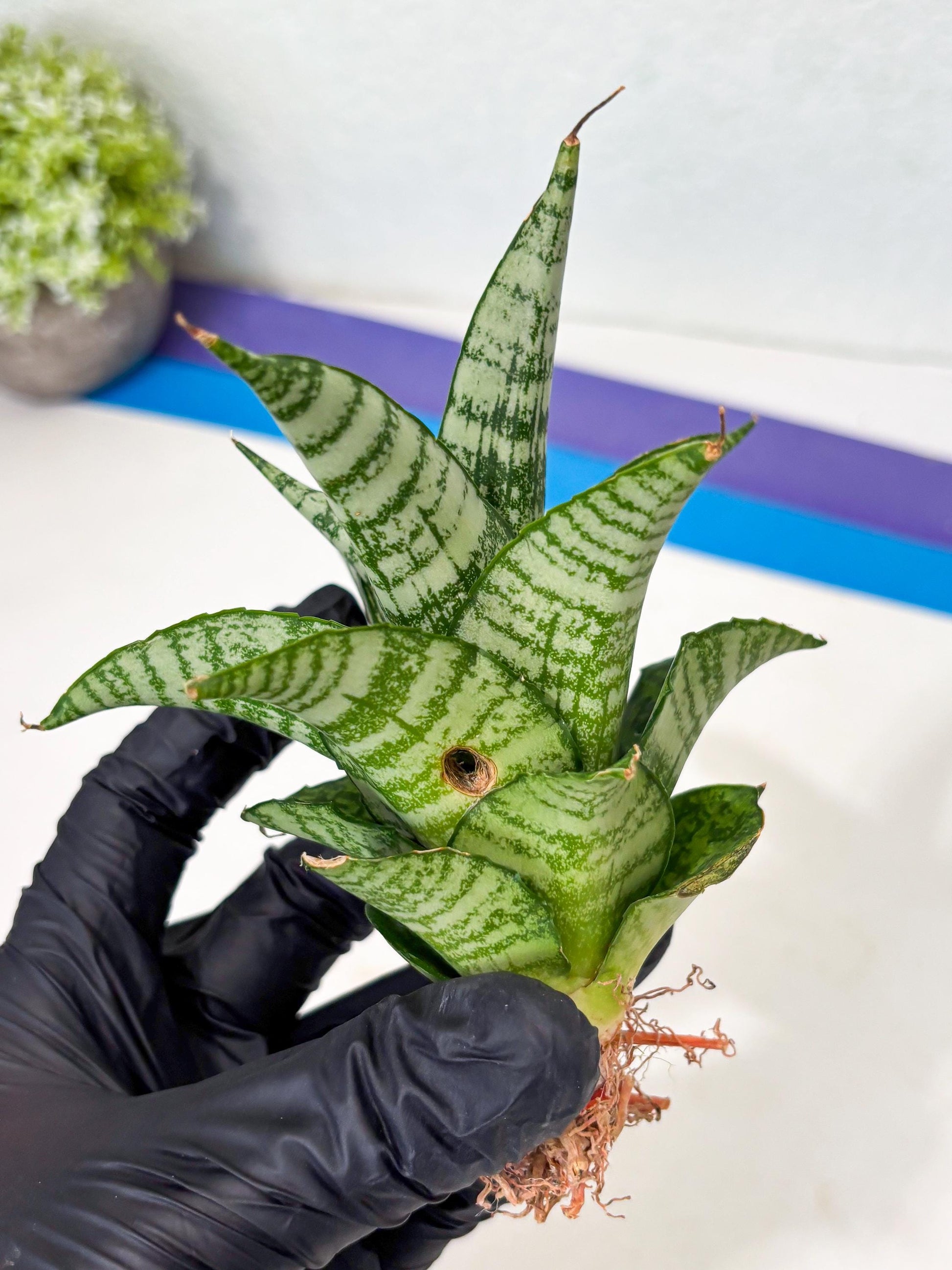 Sansevieria Mosar (Ha5) (17) | Rare Collection