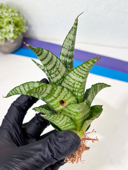 Sansevieria Mosar (Ha5) (17) | Rare Collection