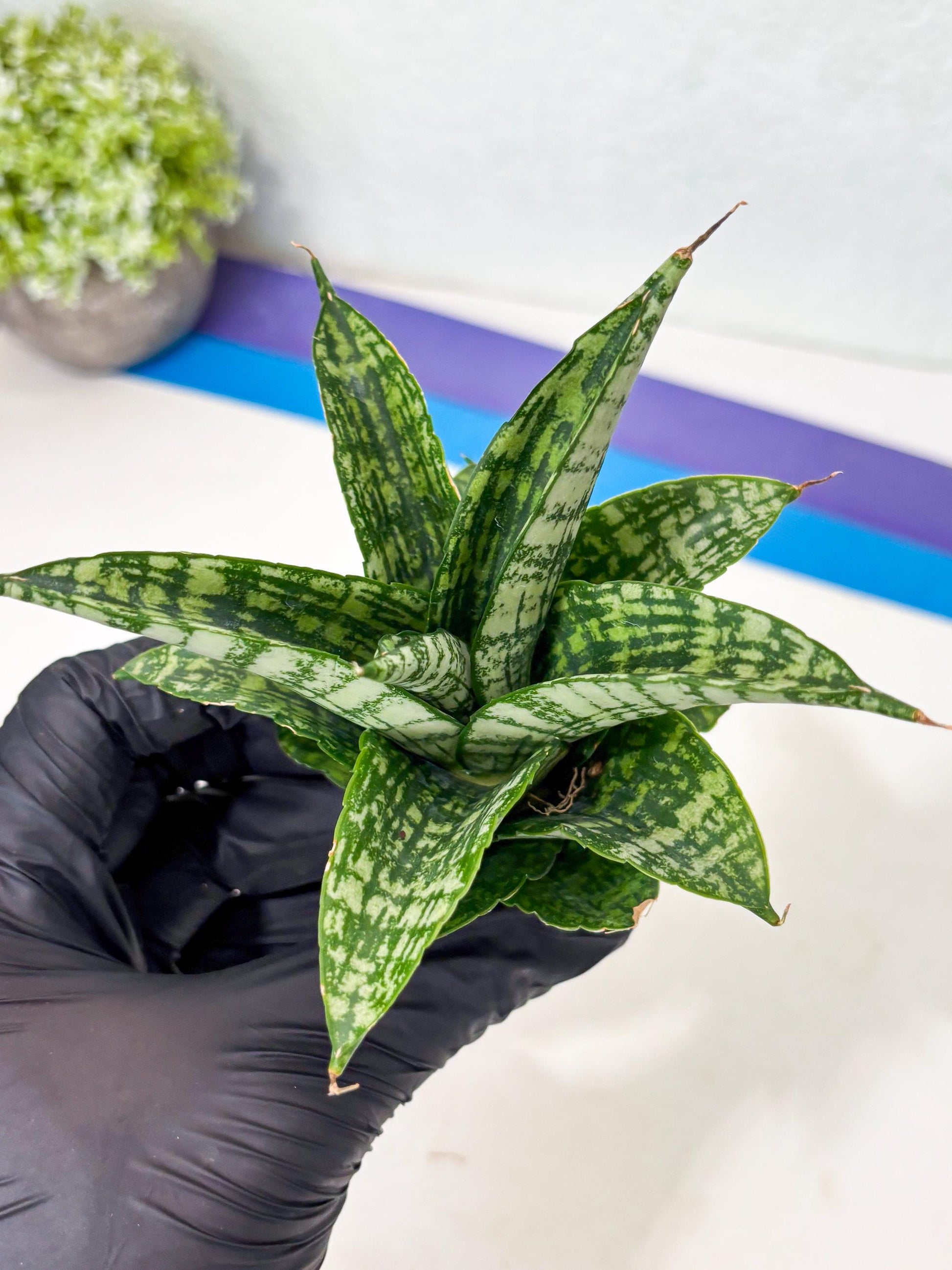Sansevieria Mosar (Ha5) (17) | Rare Collection