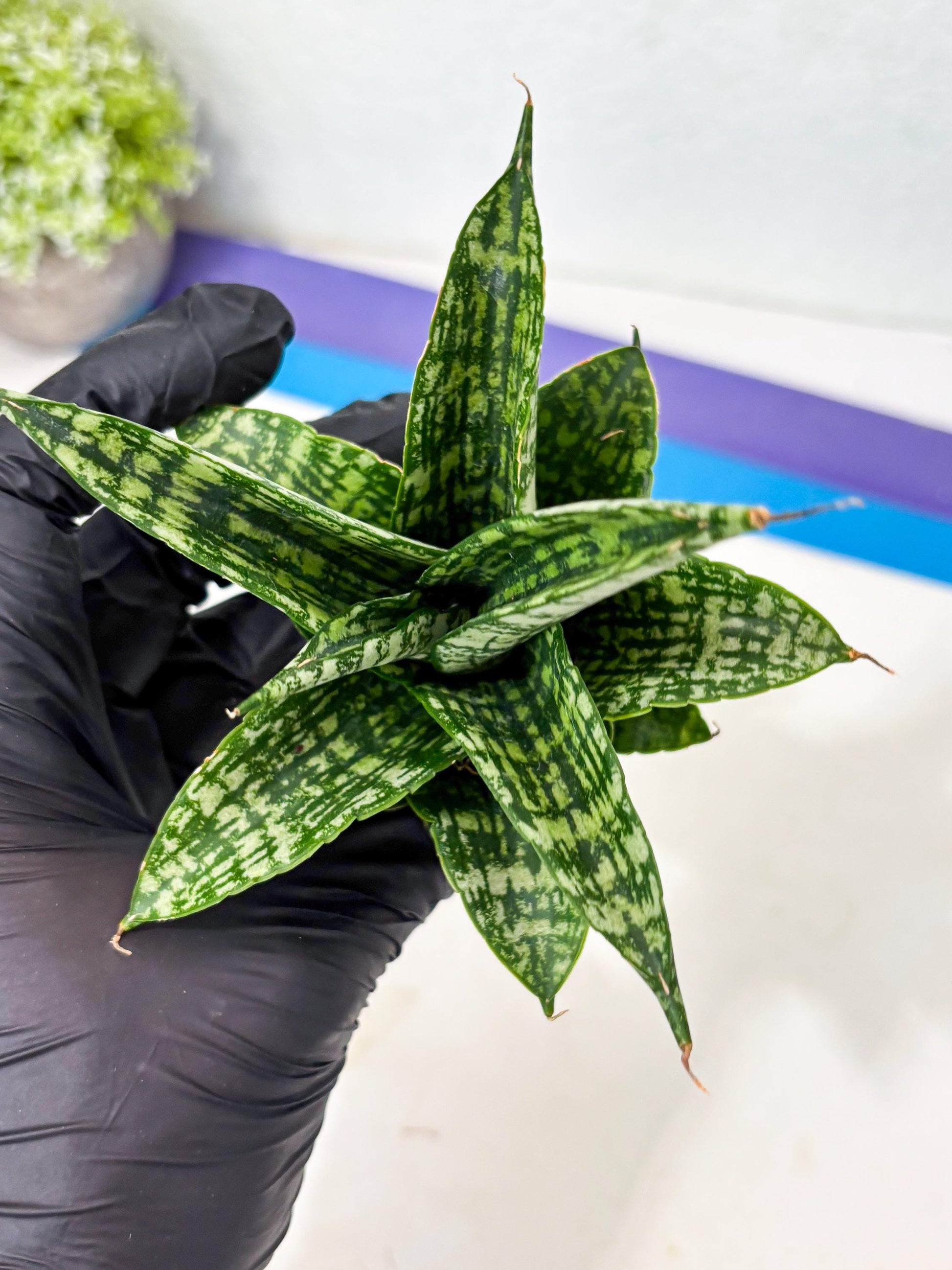 Sansevieria Mosar (Ha5) (17) | Rare Collection