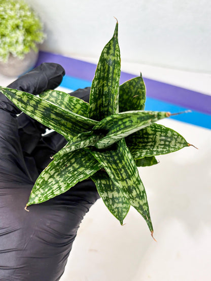 Sansevieria Mosar (Ha5) (17) | Rare Collection