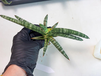 Sansevieria Suffruticosa (ba6) (3) | Rare Collection