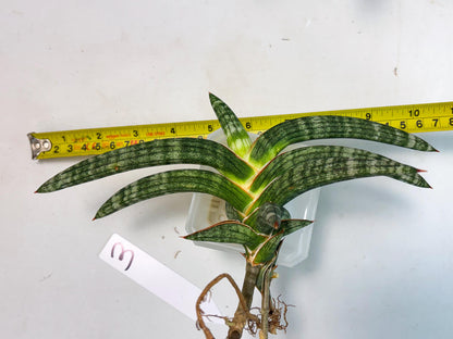 Sansevieria Suffruticosa (ba6) (3) | Rare Collection