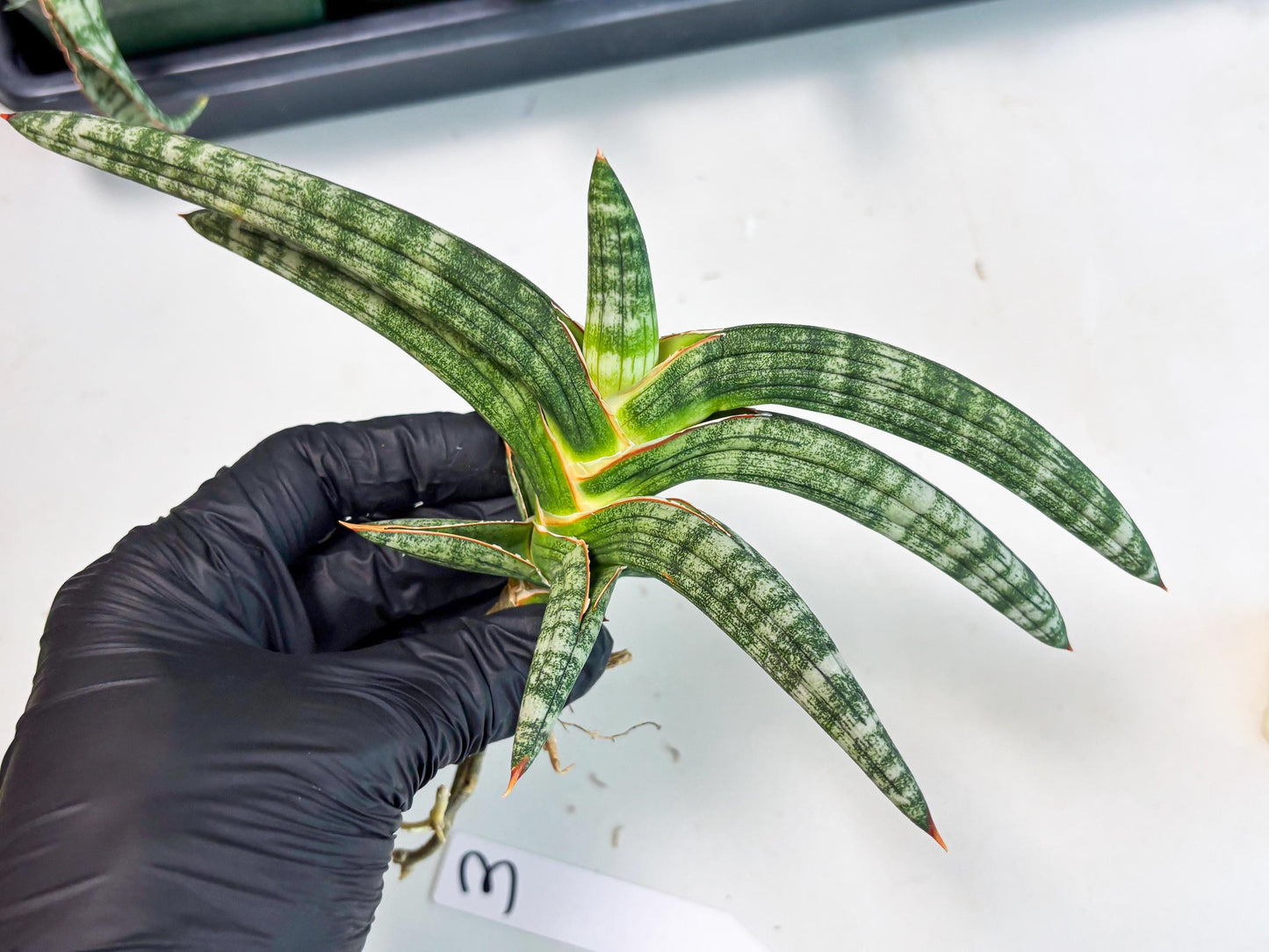 Sansevieria Suffruticosa (ba6) (3) | Rare Collection