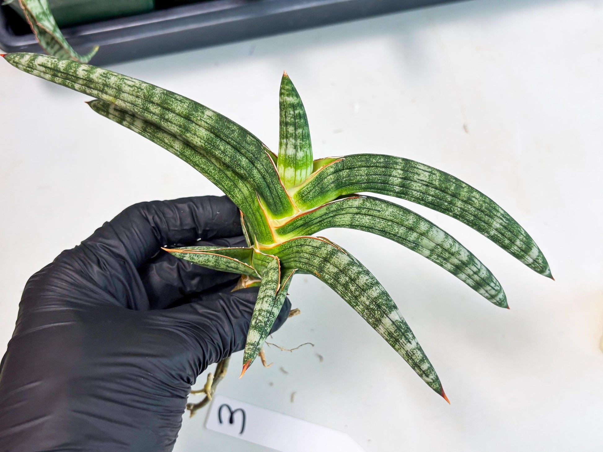 Sansevieria Suffruticosa (ba6) (3) | Rare Collection