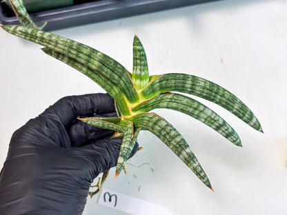 Sansevieria Suffruticosa (ba6) (3) | Rare Collection