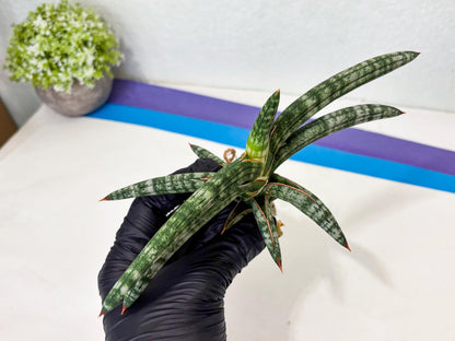 Sansevieria Suffruticosa (ba6) (3) | Rare Collection