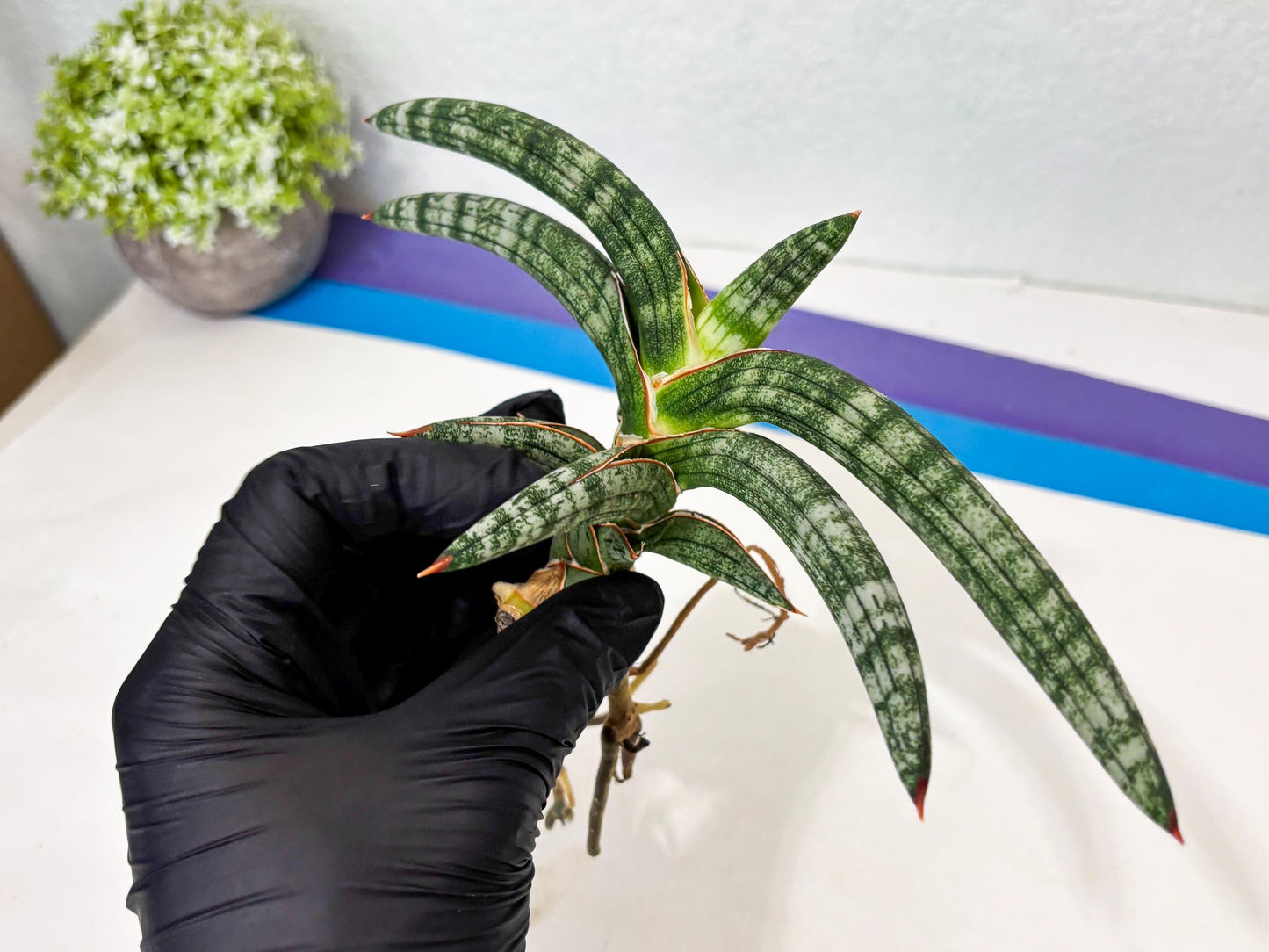 Sansevieria Suffruticosa (ba6) (3) | Rare Collection