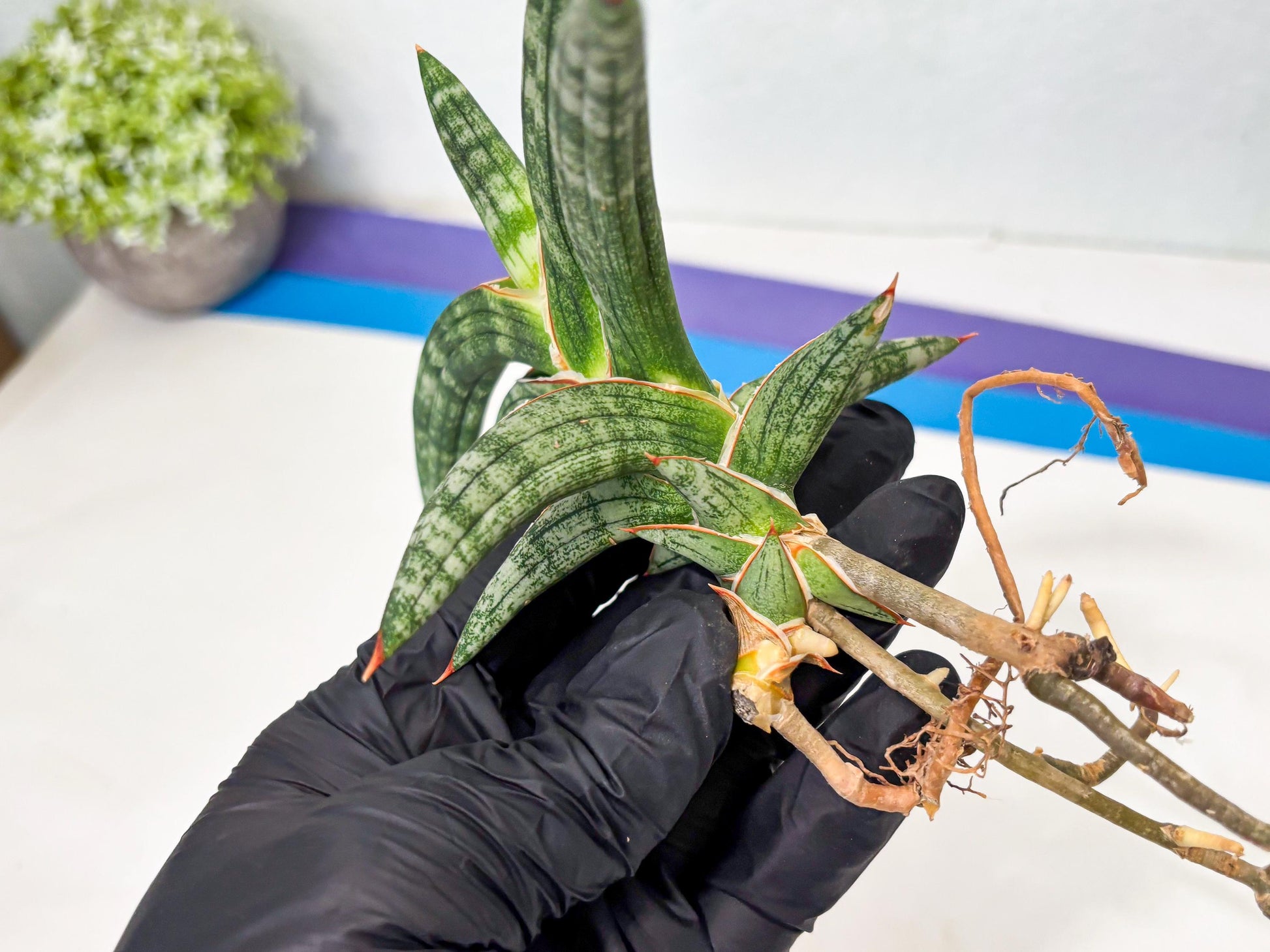 Sansevieria Suffruticosa (ba6) (3) | Rare Collection