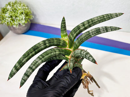 Sansevieria Suffruticosa (ba6) (3) | Rare Collection