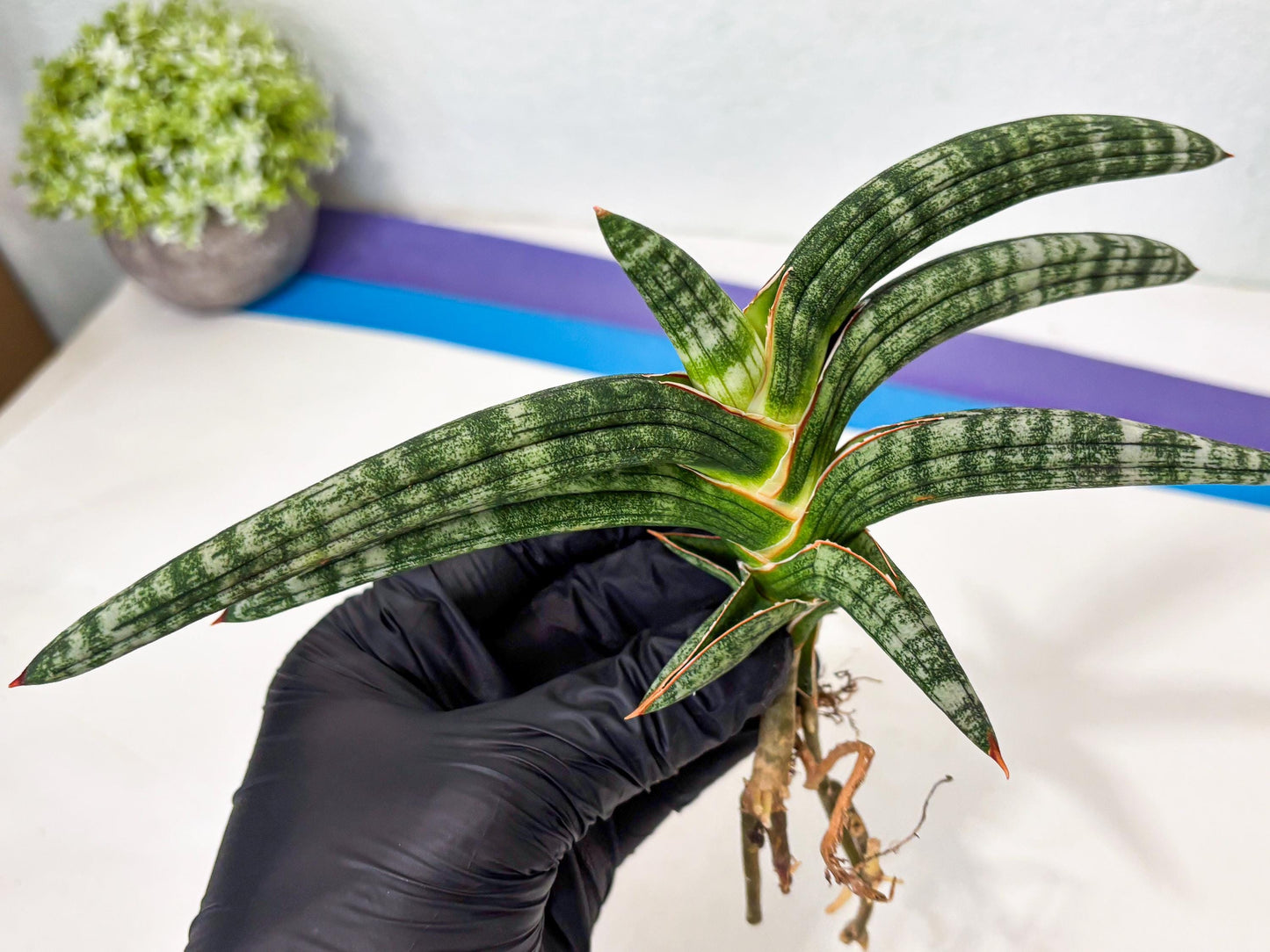 Sansevieria Suffruticosa (ba6) (3) | Rare Collection