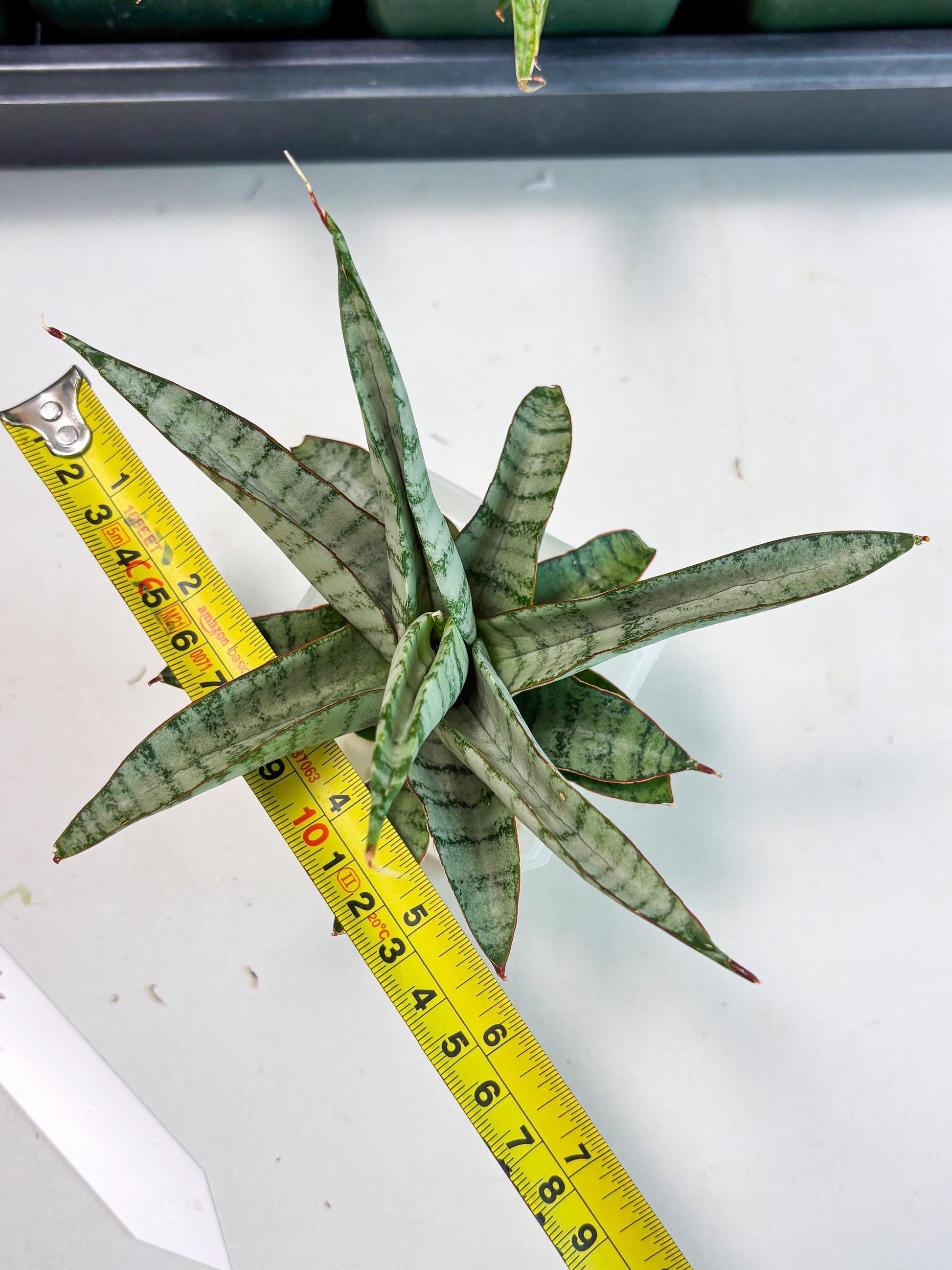 Sansevieria Anita (ba6) (4) | Rare Collection