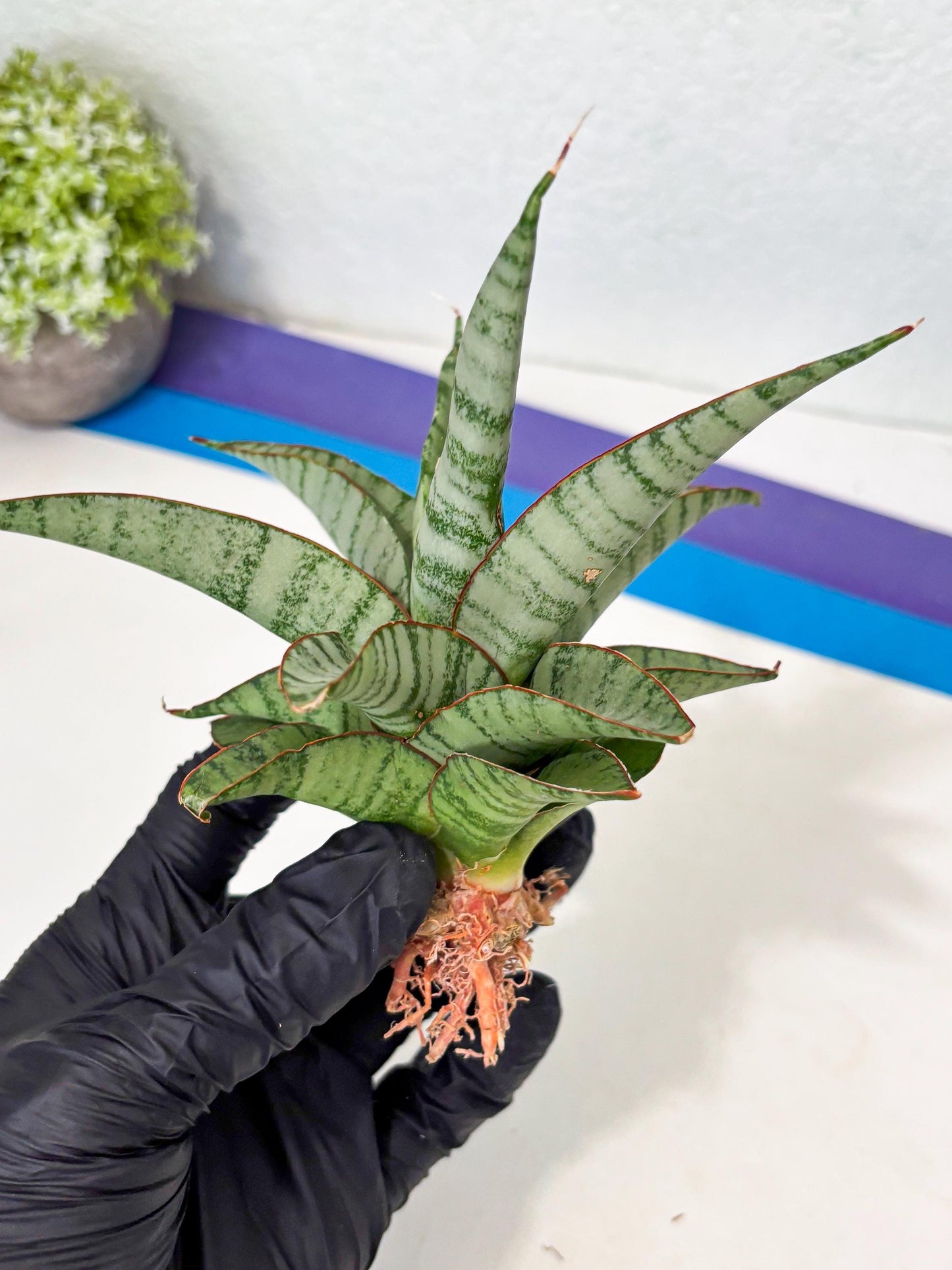 Sansevieria Anita (ba6) (4) | Rare Collection