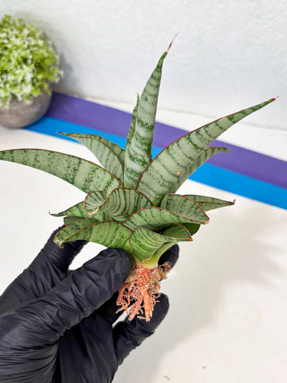 Sansevieria Anita (ba6) (4) | Rare Collection