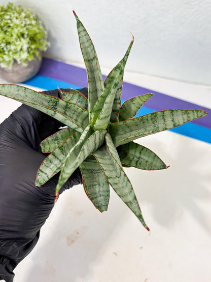 Sansevieria Anita (ba6) (4) | Rare Collection