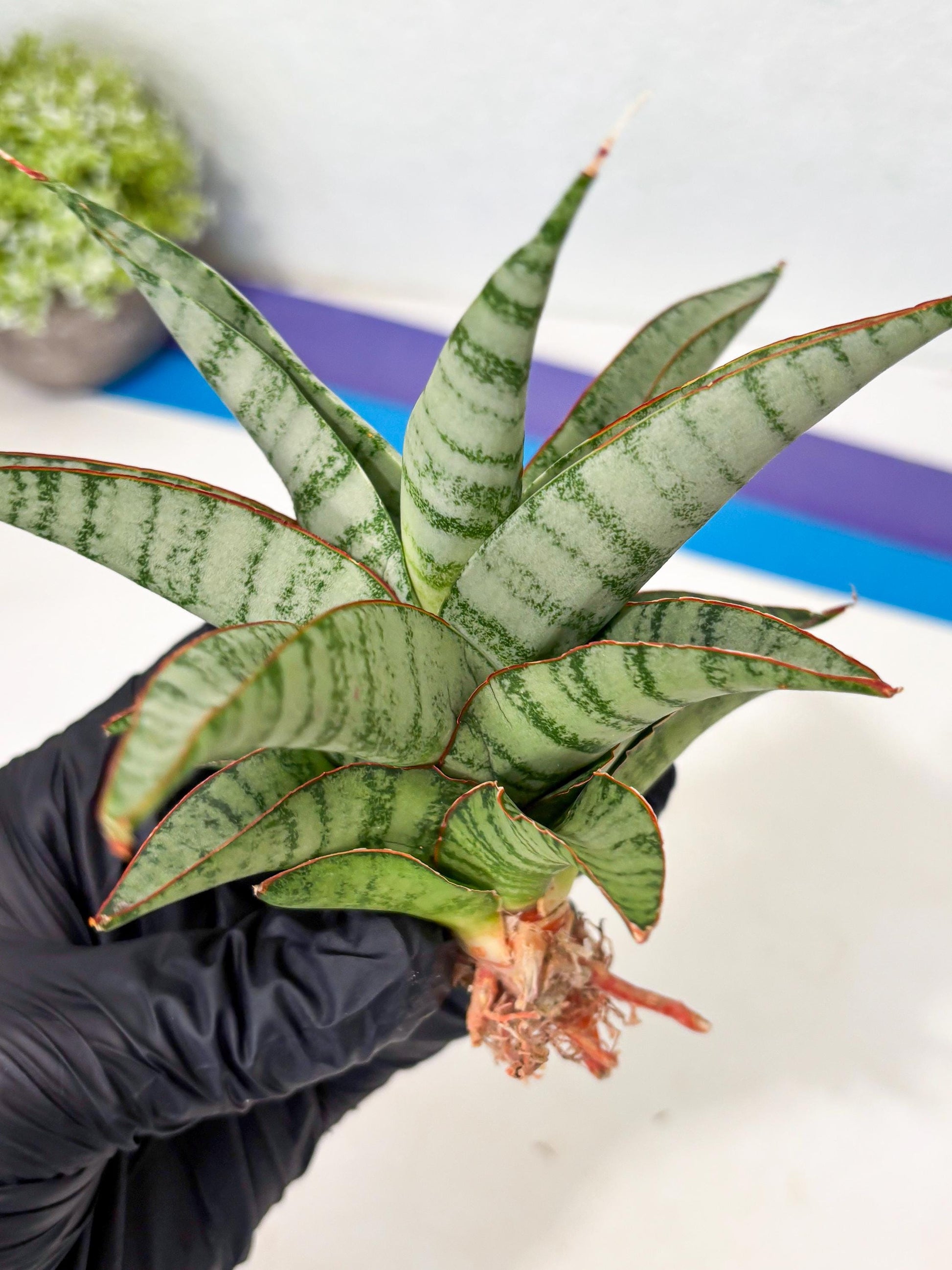 Sansevieria Anita (ba6) (4) | Rare Collection