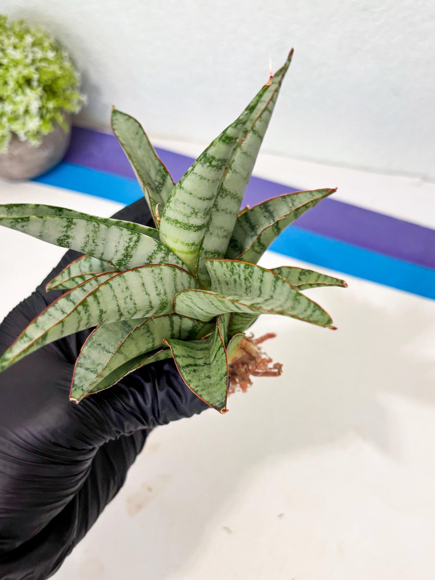 Sansevieria Anita (ba6) (4) | Rare Collection