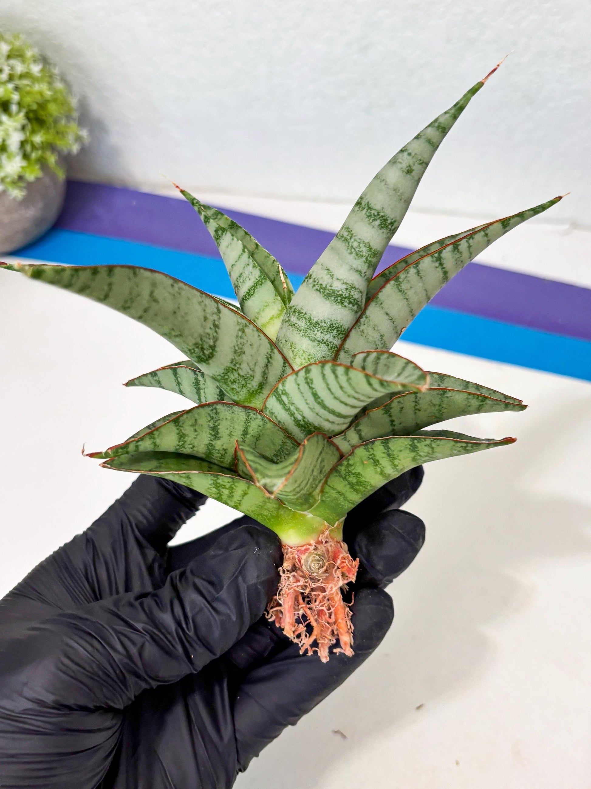 Sansevieria Anita (ba6) (4) | Rare Collection