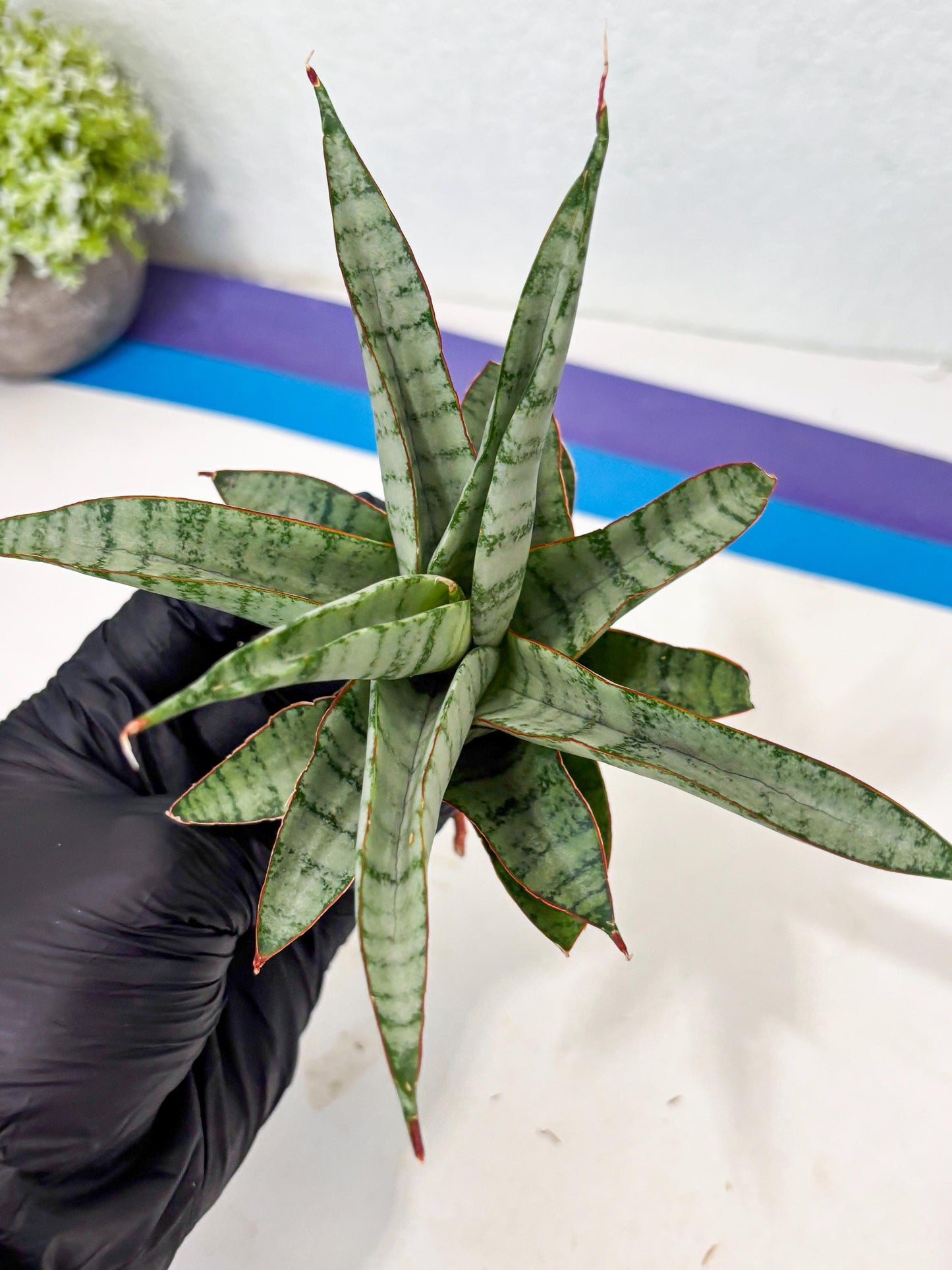 Sansevieria Anita (ba6) (4) | Rare Collection