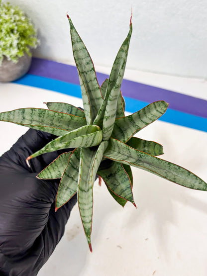 Sansevieria Anita (ba6) (4) | Rare Collection