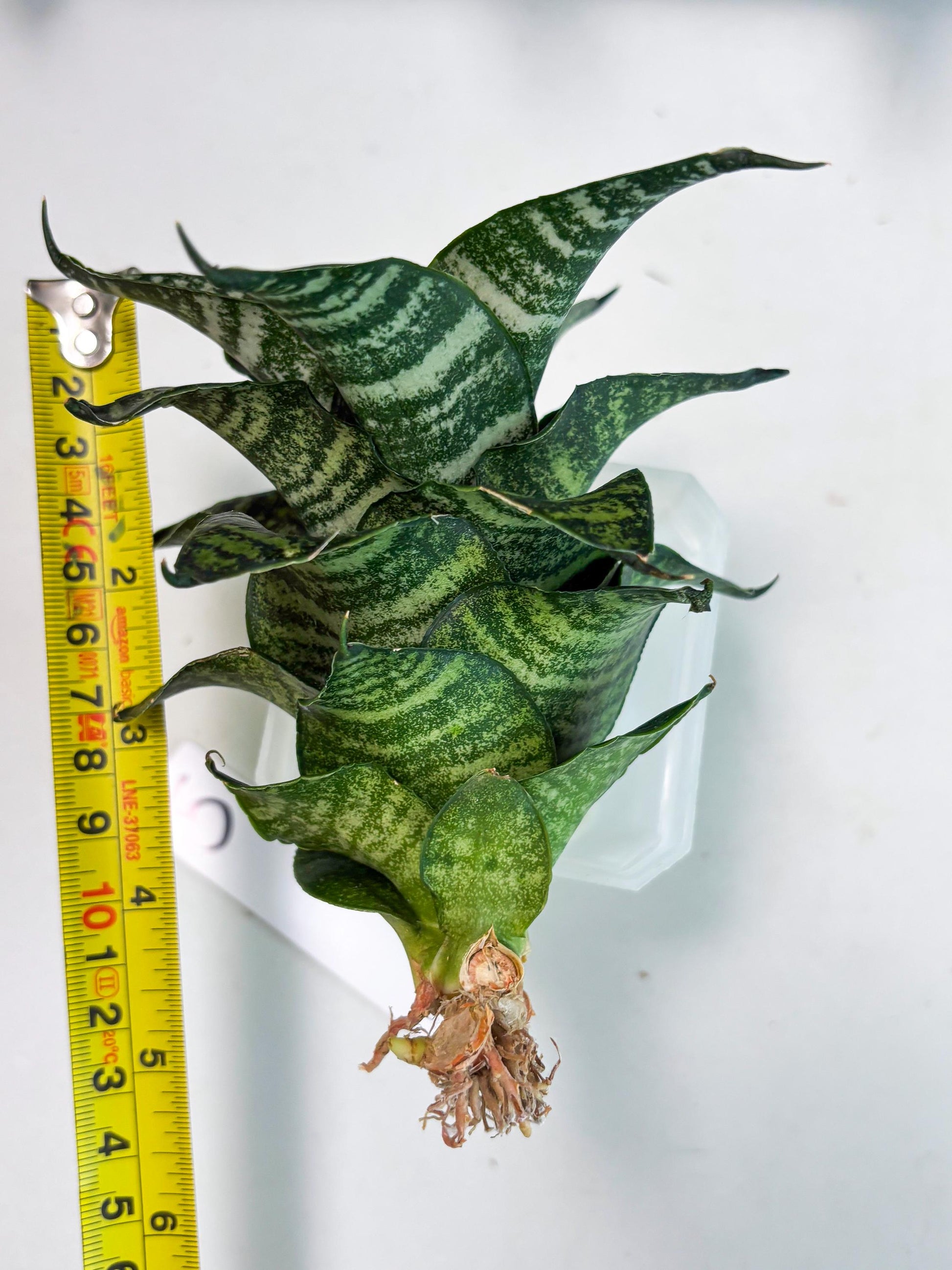 Sansevieria Marga x Caroline (ba6) (5) | Rare Collection