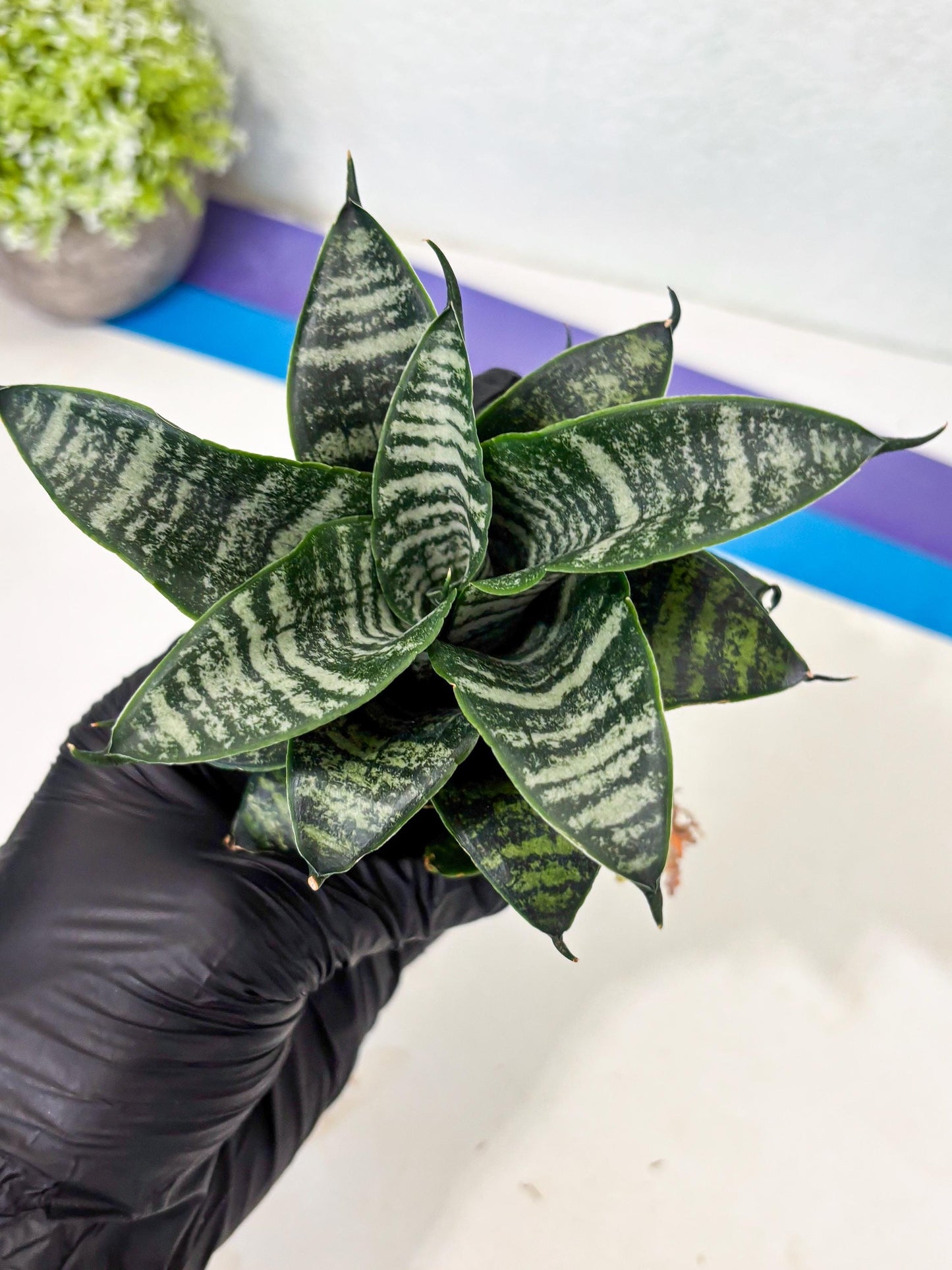 Sansevieria Marga x Caroline (ba6) (5) | Rare Collection