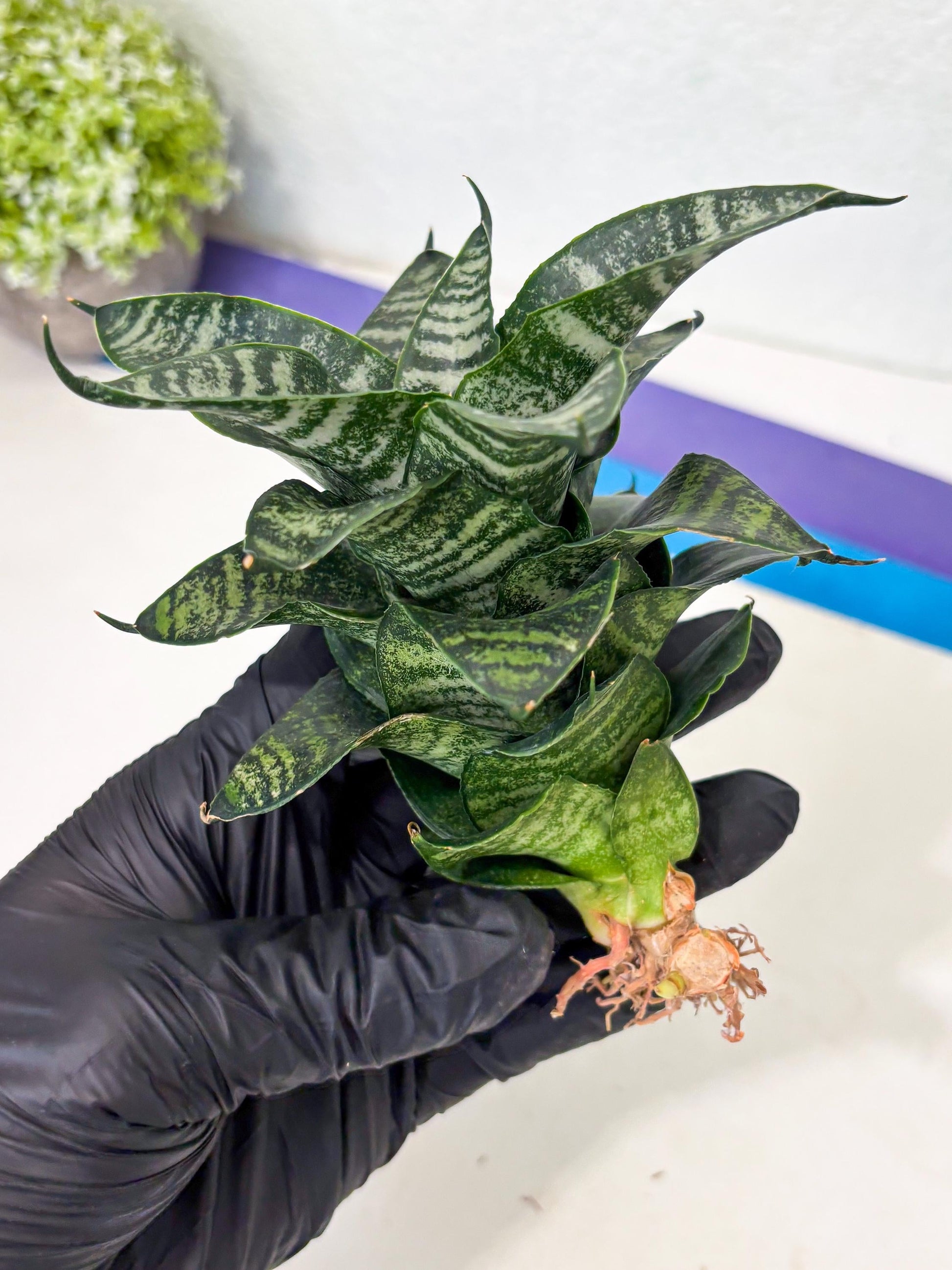 Sansevieria Marga x Caroline (ba6) (5) | Rare Collection