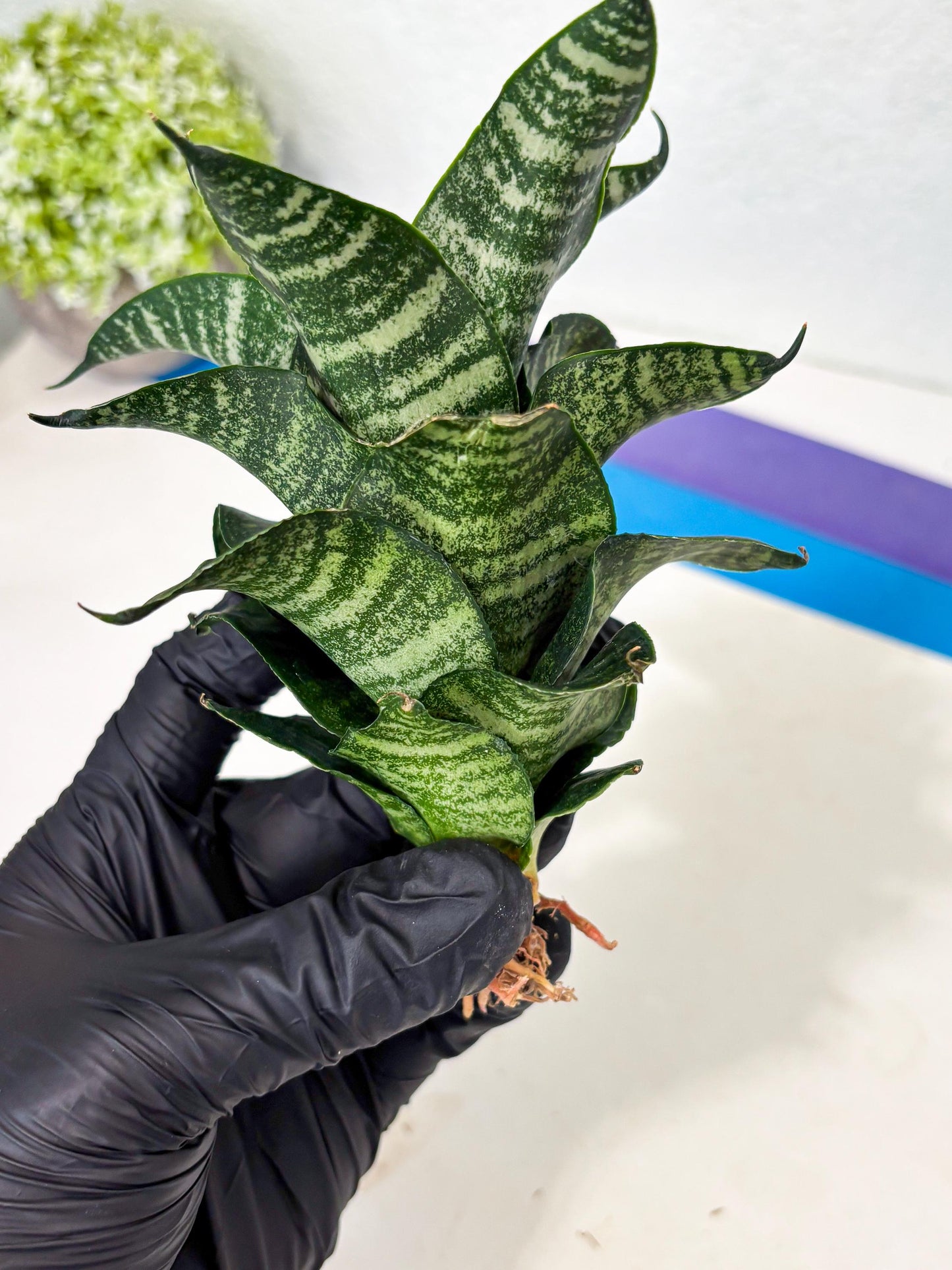 Sansevieria Marga x Caroline (ba6) (5) | Rare Collection