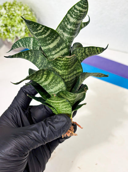 Sansevieria Marga x Caroline (ba6) (5) | Rare Collection