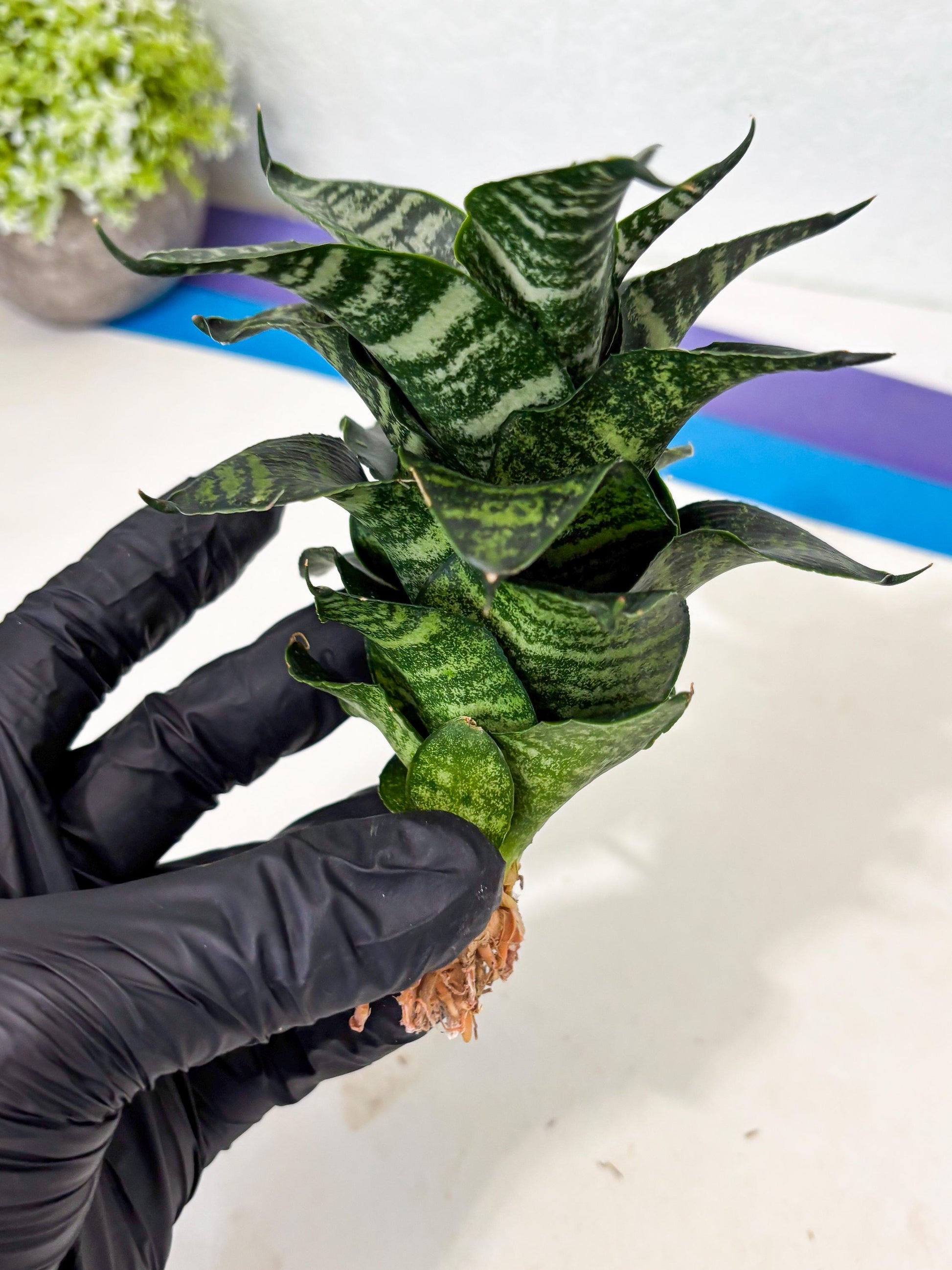 Sansevieria Marga x Caroline (ba6) (5) | Rare Collection