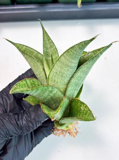 Sansevieria Rirene (ba6) (7) | Rare Collection