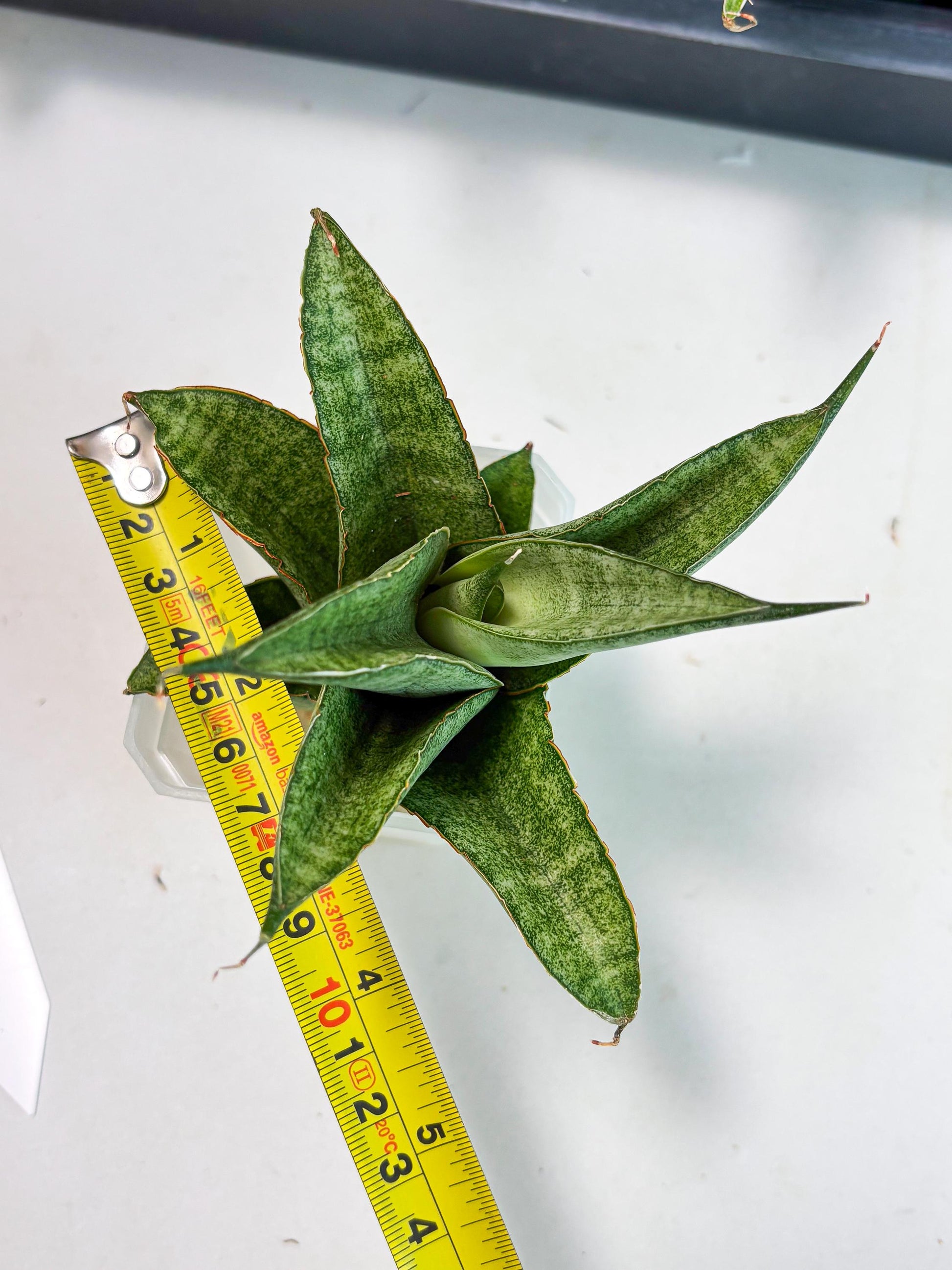 Sansevieria Rirene (ba6) (7) | Rare Collection
