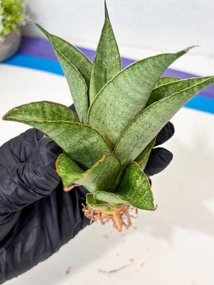 Sansevieria Rirene (ba6) (7) | Rare Collection