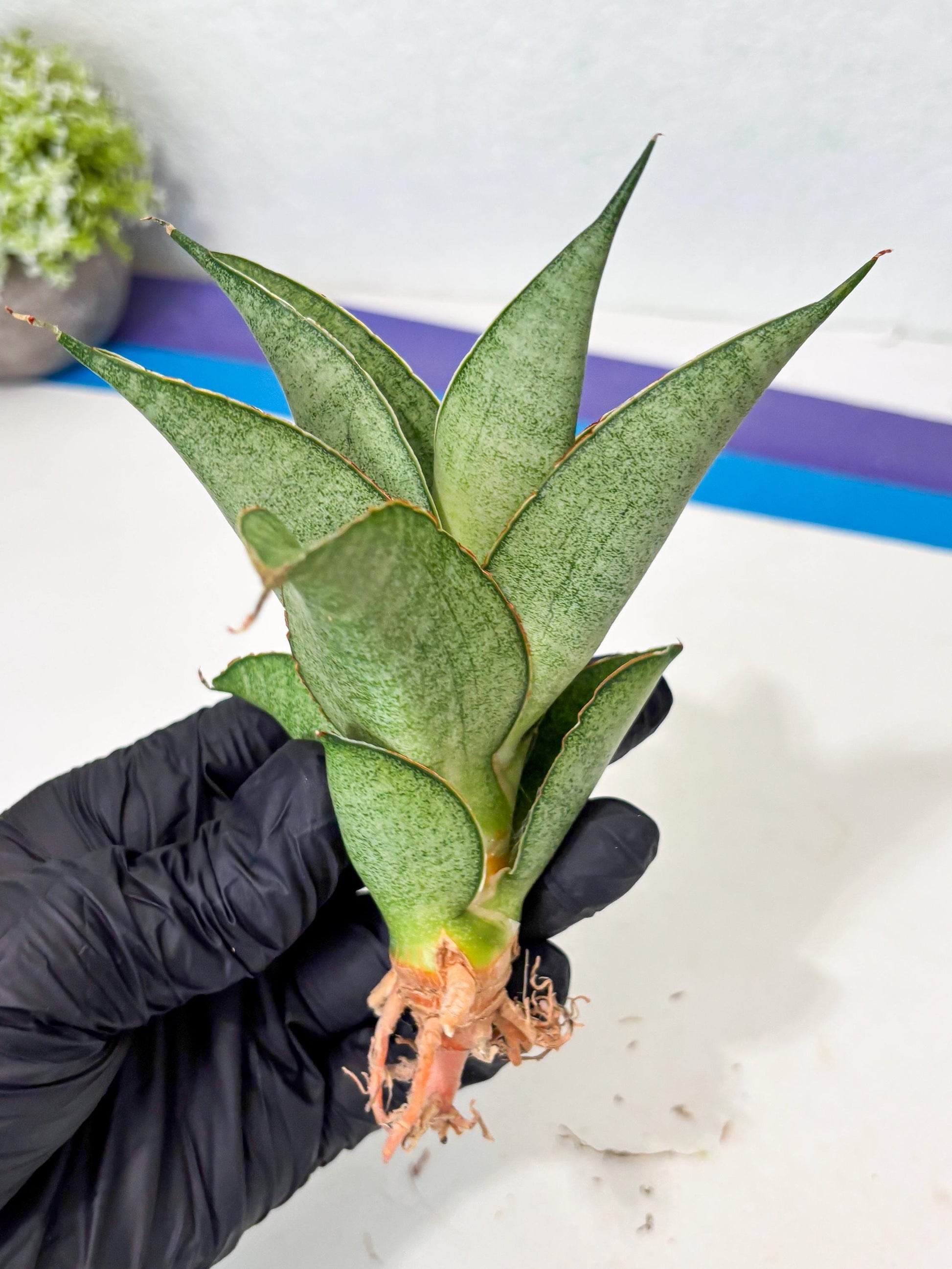 Sansevieria Rirene (ba6) (7) | Rare Collection