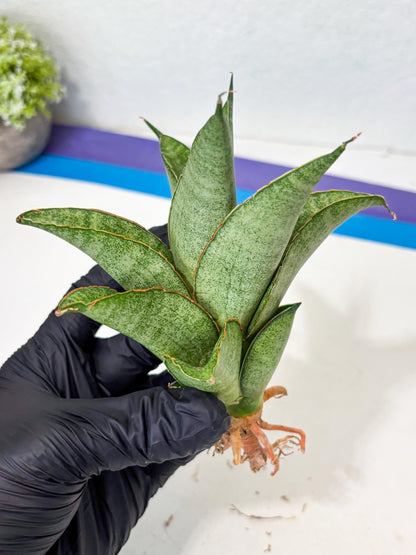 Sansevieria Rirene (ba6) (7) | Rare Collection