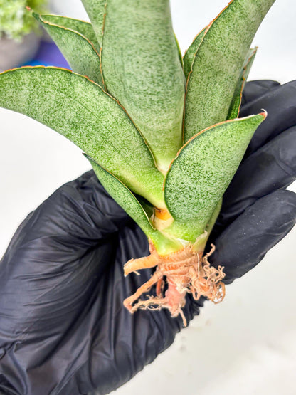 Sansevieria Rirene (ba6) (7) | Rare Collection