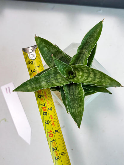 Sansevieria Alabasta (ba6) (11) | Rare Collection