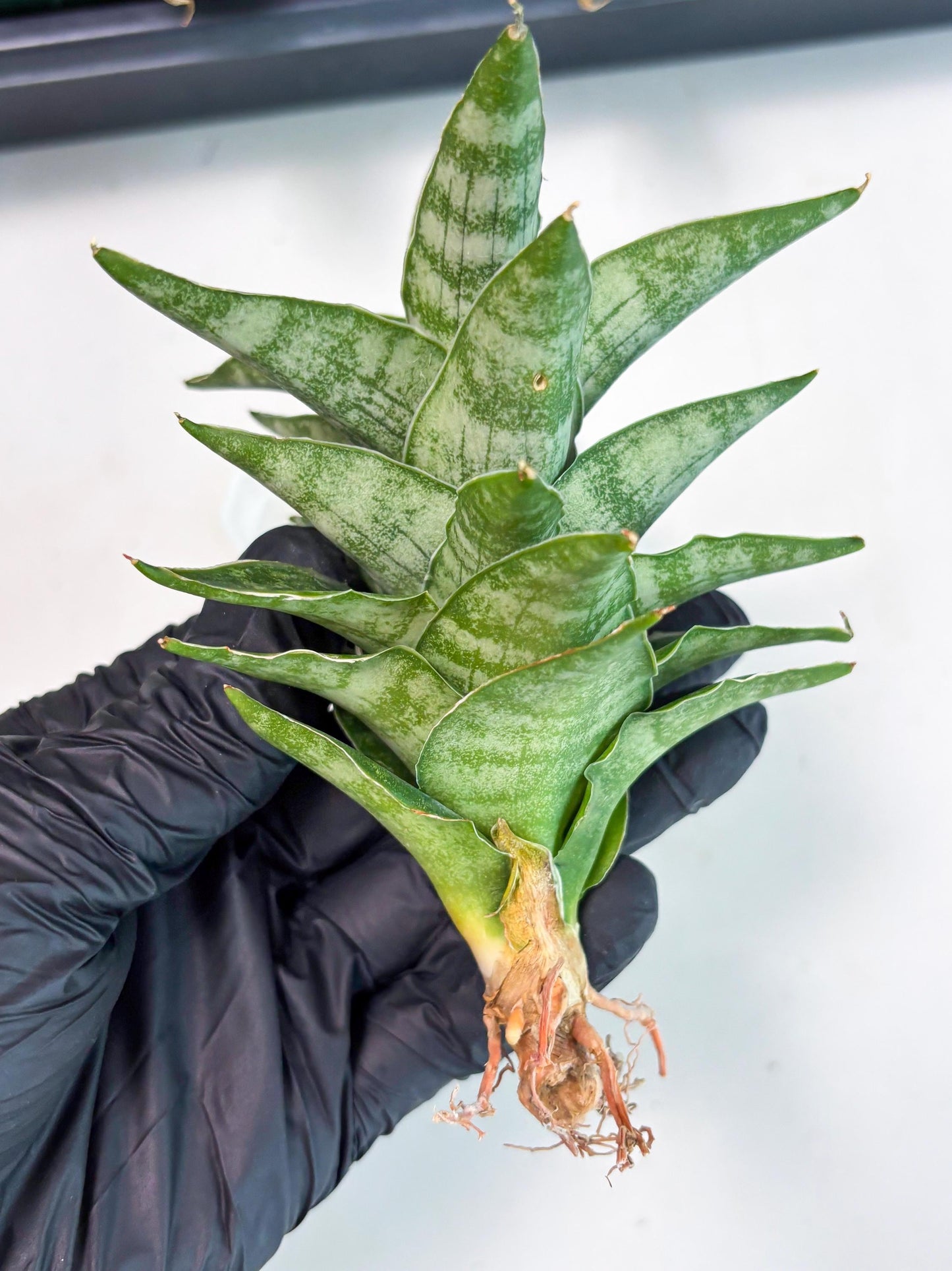 Sansevieria Alabasta (ba6) (11) | Rare Collection