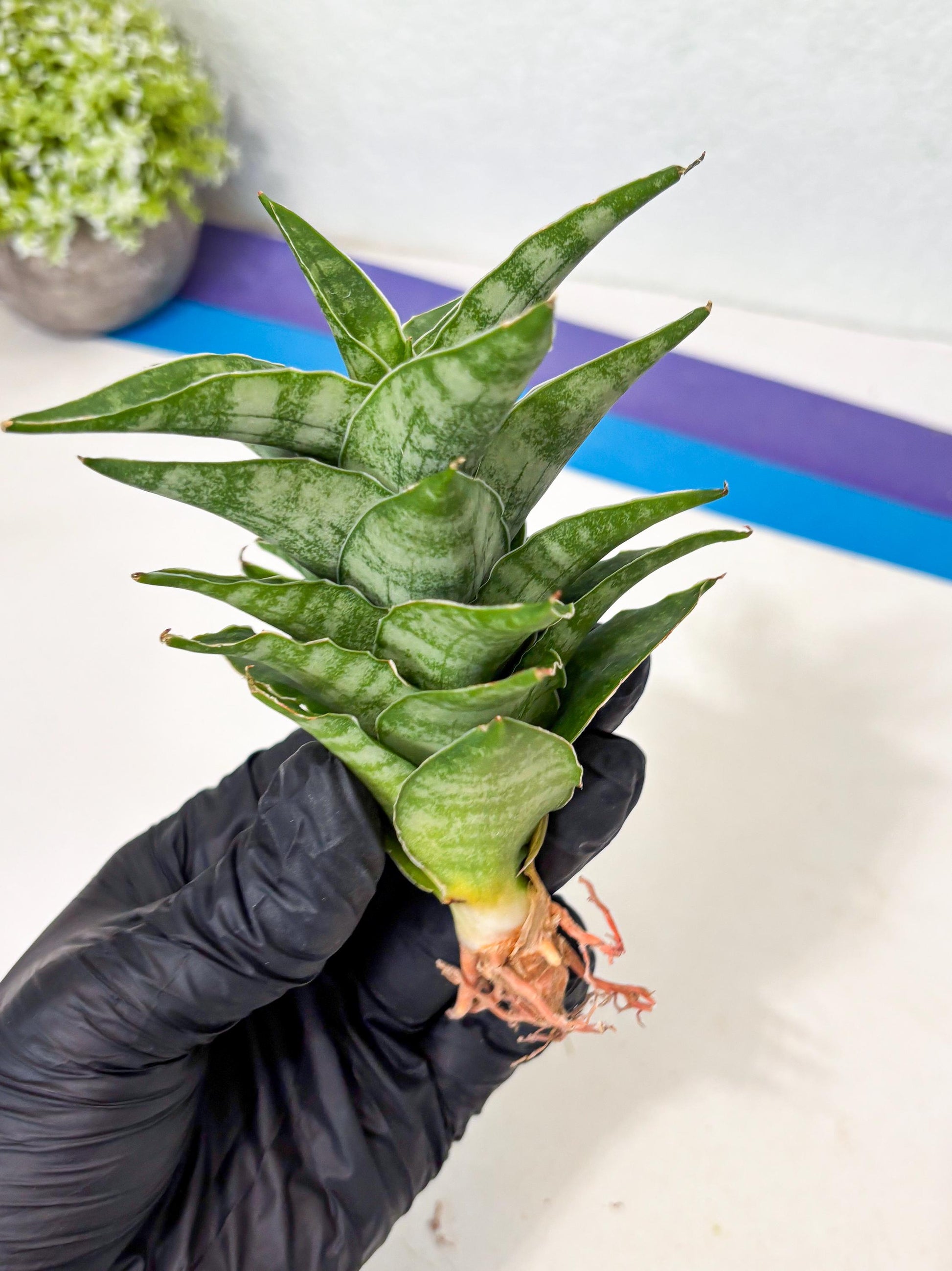 Sansevieria Alabasta (ba6) (11) | Rare Collection