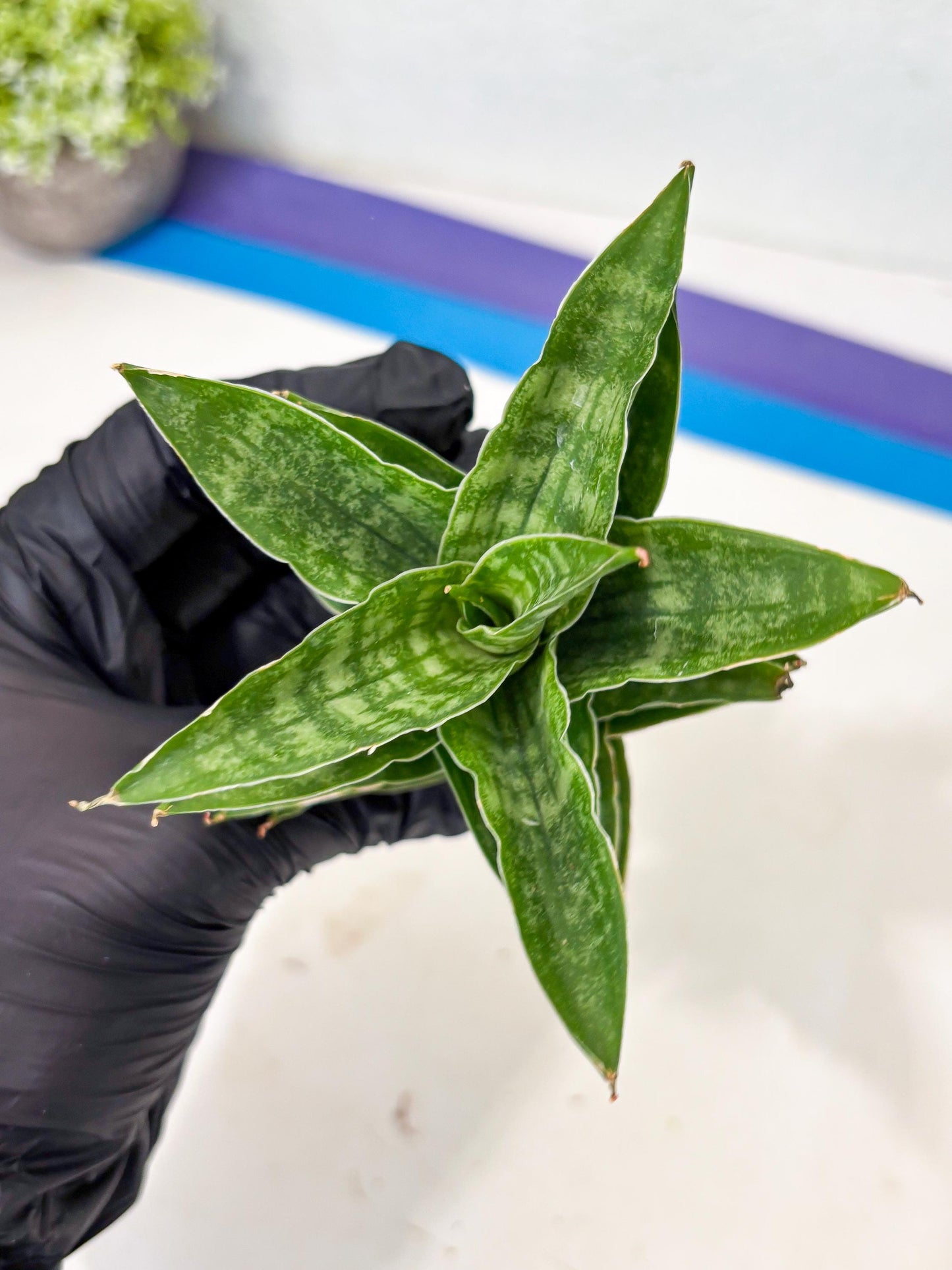 Sansevieria Alabasta (ba6) (11) | Rare Collection