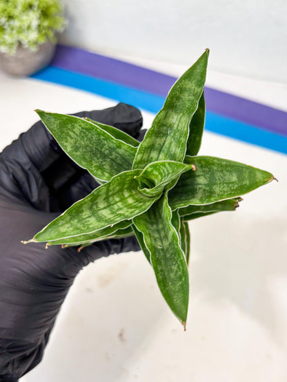 Sansevieria Alabasta (ba6) (11) | Rare Collection