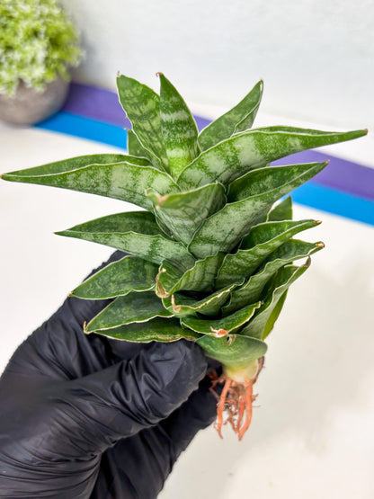 Sansevieria Alabasta (ba6) (11) | Rare Collection