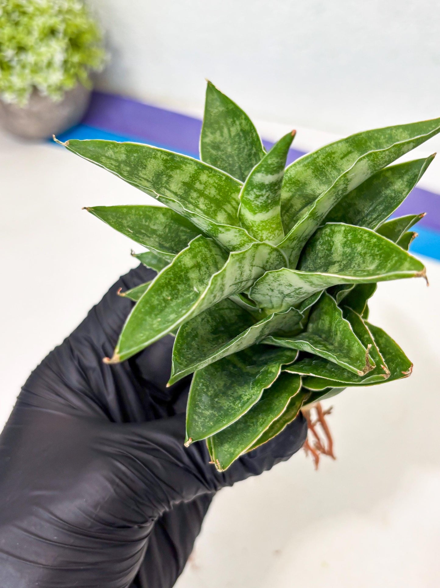 Sansevieria Alabasta (ba6) (11) | Rare Collection