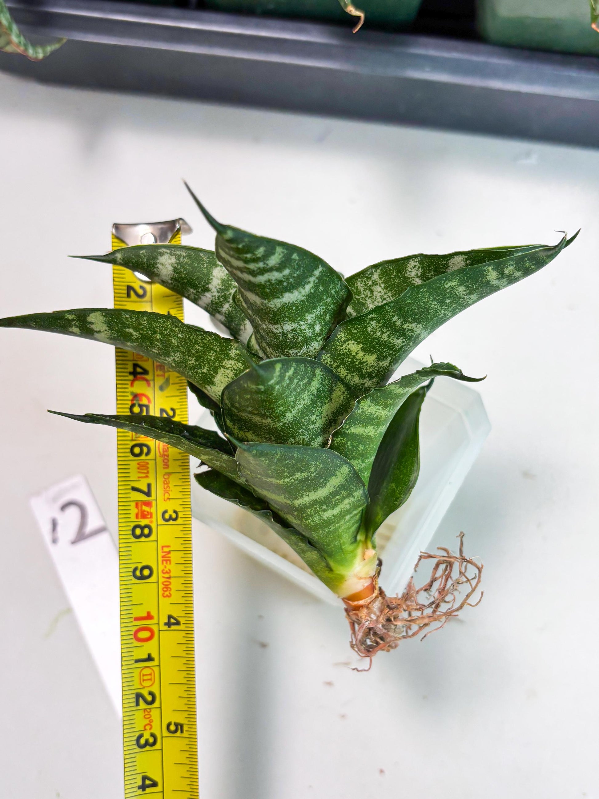 Sansevieria Kraden (ba6) (12) | Rare Collection