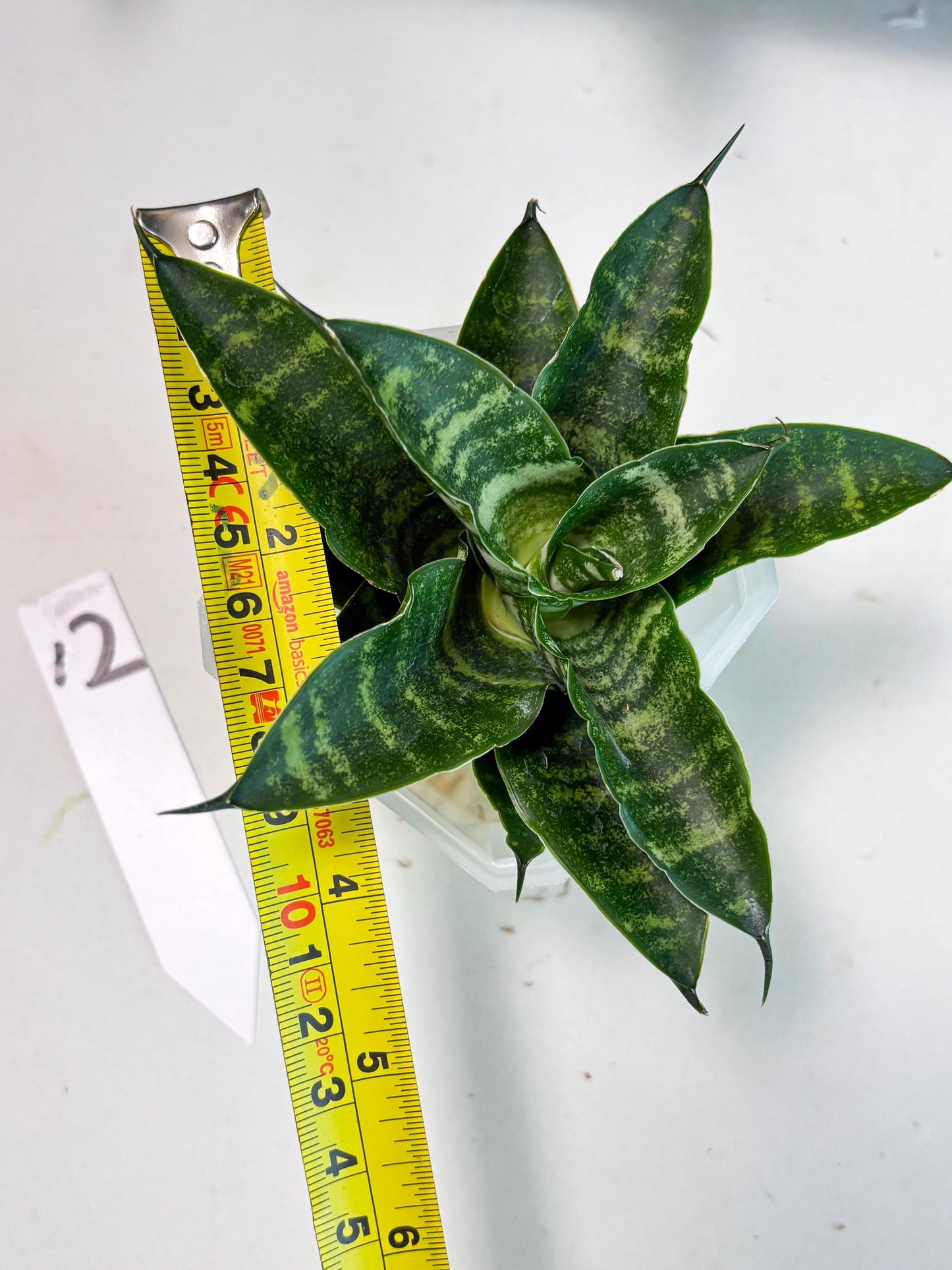 Sansevieria Kraden (ba6) (12) | Rare Collection