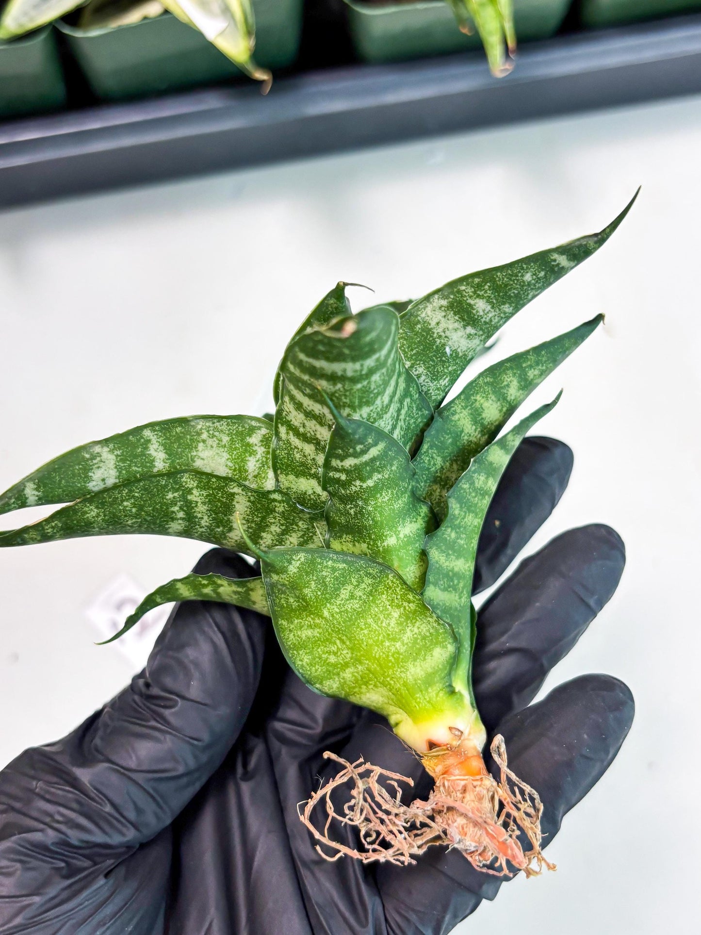 Sansevieria Kraden (ba6) (12) | Rare Collection