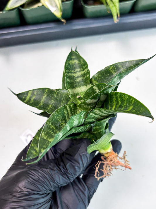 Sansevieria Kraden (ba6) (12) | Rare Collection