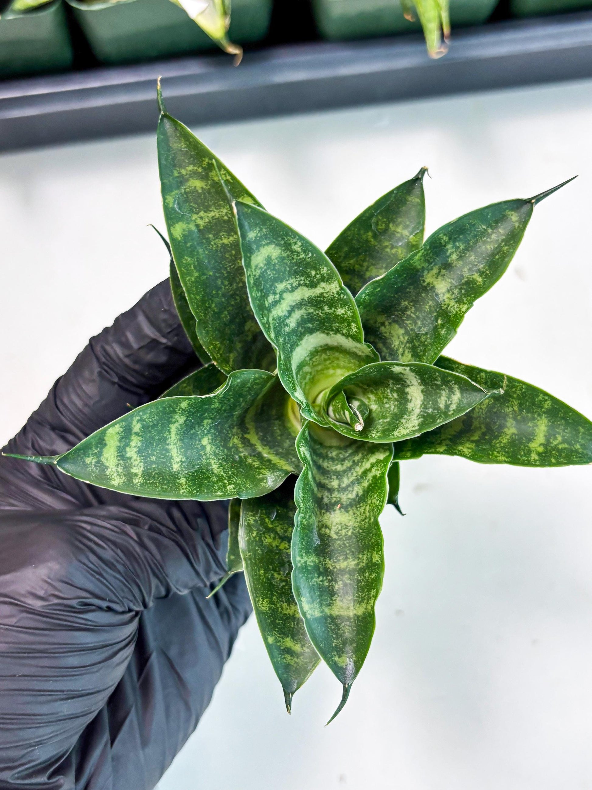 Sansevieria Kraden (ba6) (12) | Rare Collection